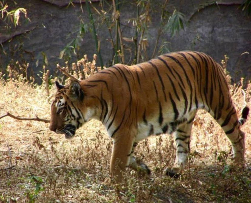 Rajiv Gandhi Zoological Park Pune: Animals, Tips, Tickets